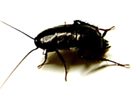 Doğu Hamam Böceği İlaçlama (Kara Böcek)