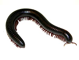 Kırkayak (Çok ayaklı böcek) İlaçlama