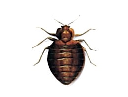 Tahtakurusu (Kan Emen Böcek) İlaçlama