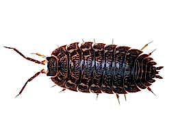 Tesbih Böceği (Top Böceği) İlaçlama