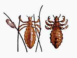 Kuş Biti (Kümes Biti Küçük Böcek) İlaçlama