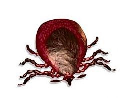 Kene (Kan Emen) Böcek İlaçlama