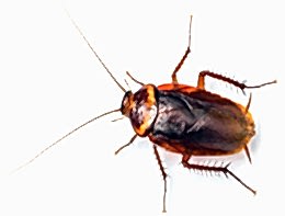 Amerikan Hamam Böceği (Gider Böceği) İlaçlama