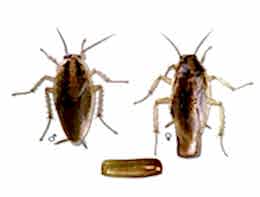 Doğu Haman Böceği