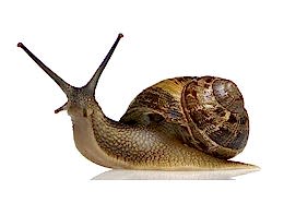 Salyangoz Sümüklü Böcek İlaçlama