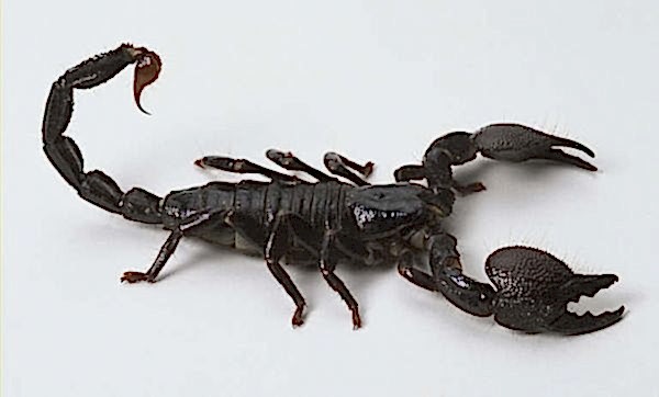 BURSA AKREP İLAÇLAMA...