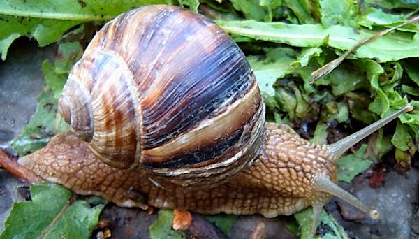 BURSA SALYANGOZ İLAÇLAMA...