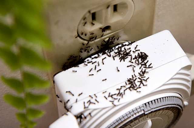 Bursa ilaçlama BURSA KARINCA İLAÇLAMA...