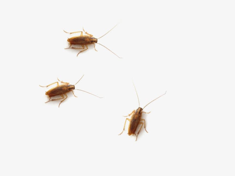 KAKALAK BÖCEKĞİ İLAÇLAMA...