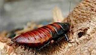 Kulağından hamamböceği çıktı...