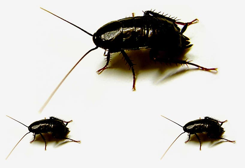 BURSA MUTFAKTA KARA BÖCEK İLAÇLAMA...