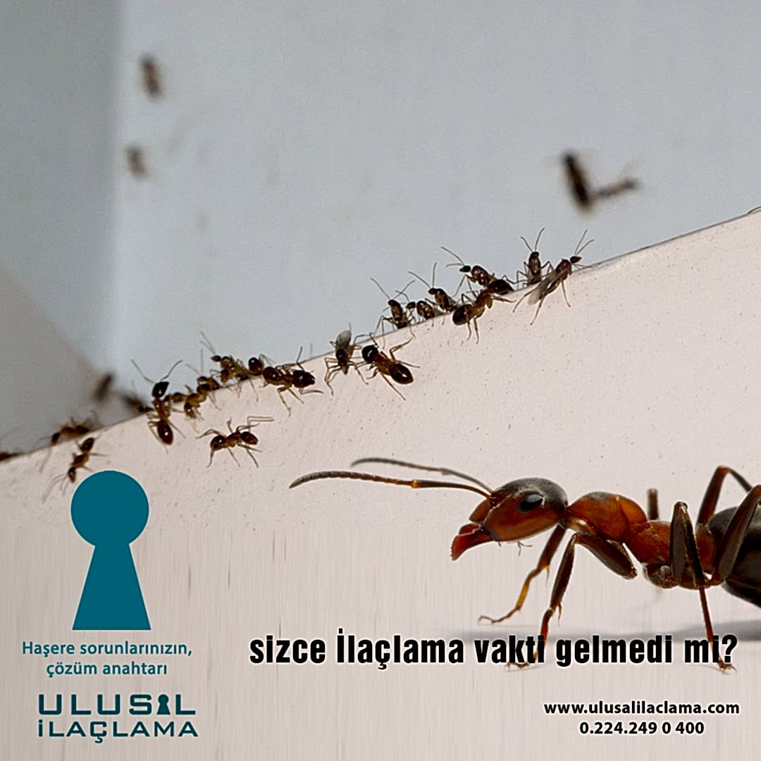 EVLERİ KARINCA İLAÇLAMA...