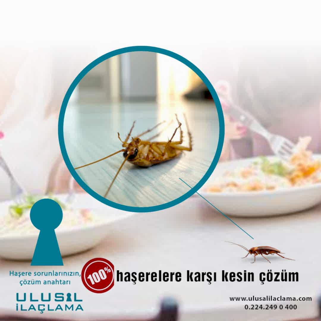 İLAÇLAMA HAŞERE...