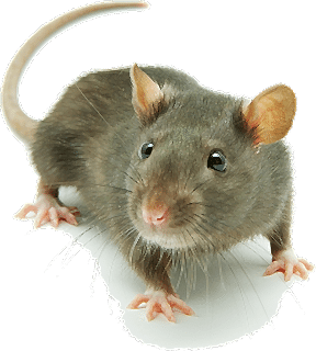 FARELER HANGİ KOKULARI SEVMEZLER...