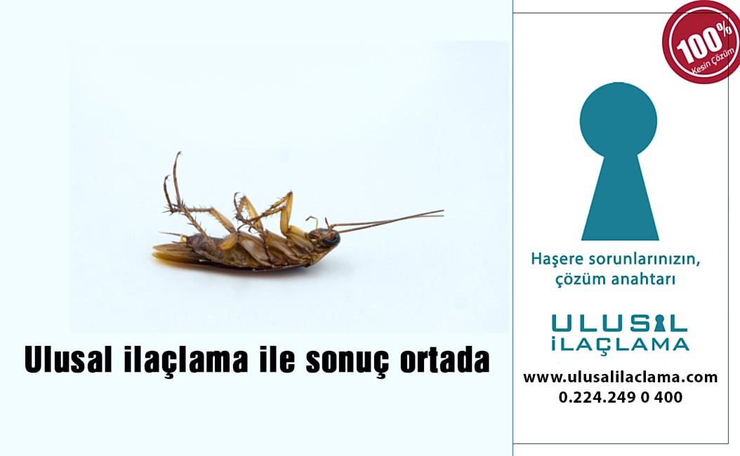 EVİMDE BÖCEK VAR NE YAPMALIYIM...