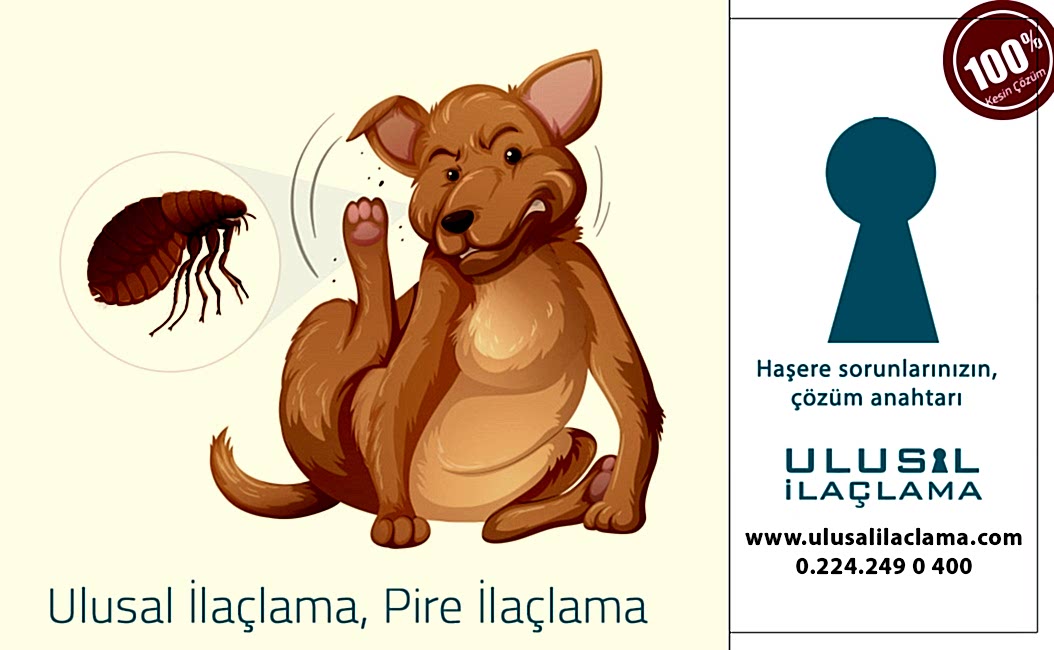 KEDİ VE KÖPEKTEKİ PİRELER İNSANA GEÇER Mİ?...