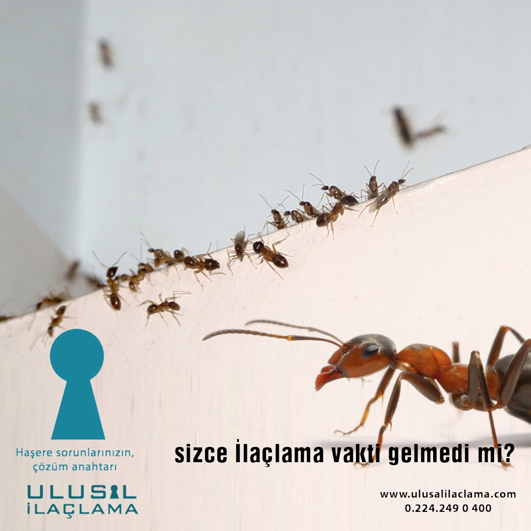 MUTFAKTA KARINCA VAR GEÇMESİ İÇİN NE YAPMALIYIM...