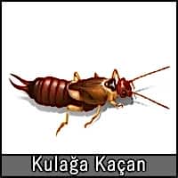 KULAĞAKAÇAN BÖCEĞİ NASIL YOK EDİLİR?...