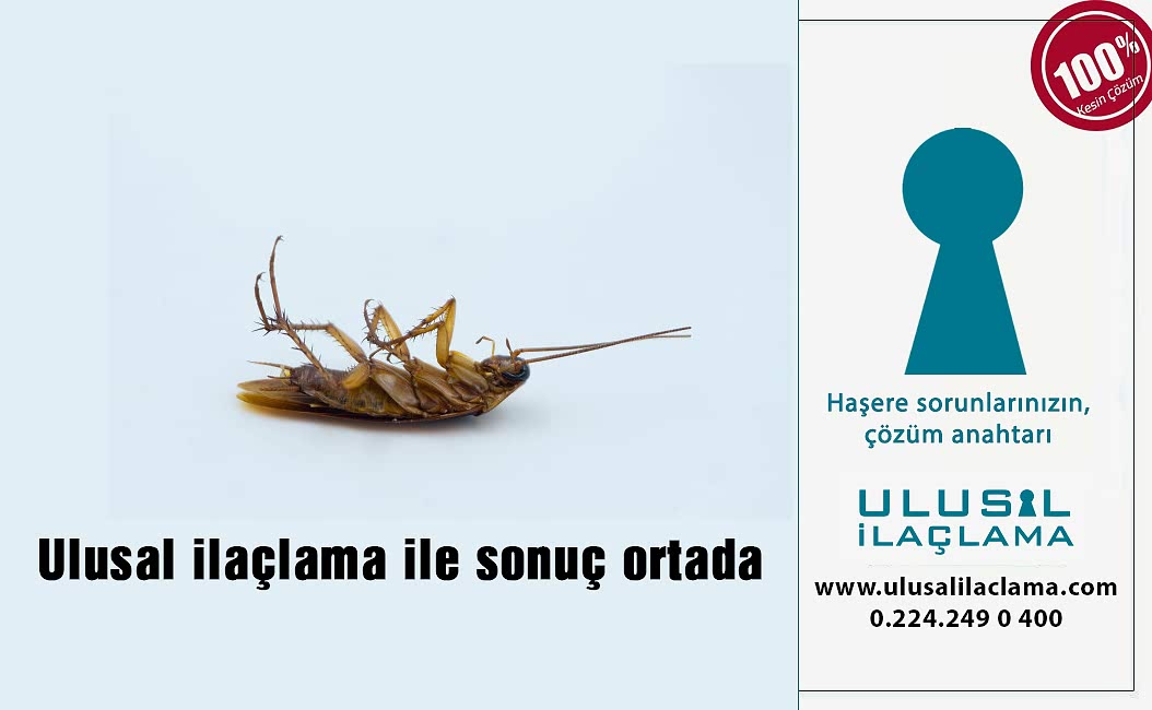 HAMAM BÖCEĞİ NASIL BİTER?...