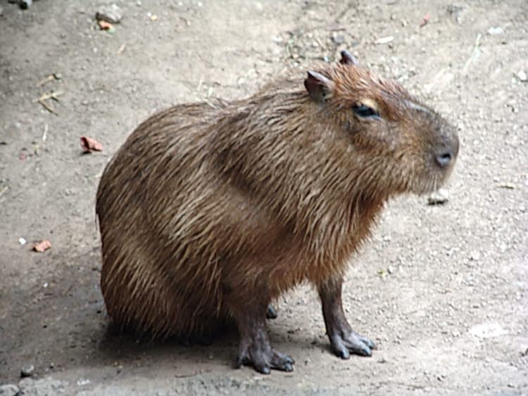 DÜNYADAKİ EN BÜYÜK FARE NE KADAR BÜYÜKLÜKTE?...