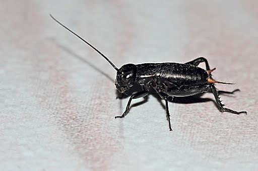 GECELERİ ÇIKAN BÖCEKLER...