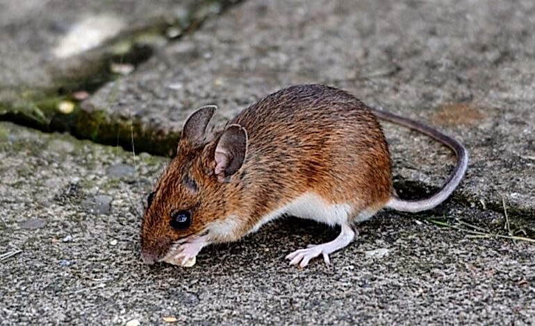 BAHÇEDE FARE VAR EVE GİRMEMESİ İÇİN NE YAPMALIYIM...