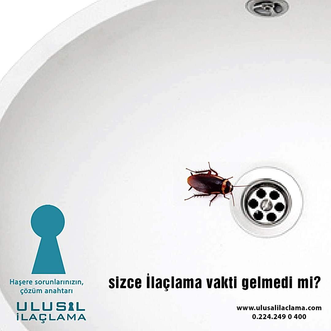 MUTFAKTAKİ BÖCEKLERDEN NASIL KURTULURUM...