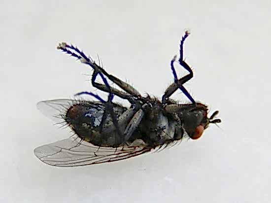 BÖCEKLER, SİNEKLER NEDEN ÖLDÜĞÜNDE TERS DÖNÜYORLAR ?...