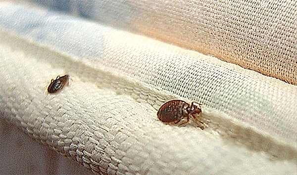 YATAKLARDA ÇIKAN BÖCEKLERE NE YAPMAM LAZIM...