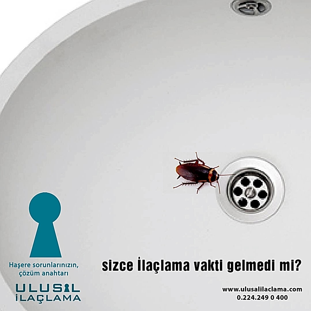 GİDERDEN BÖCEK GELİR Mİ?...