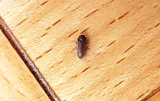 Parkeden Çıkan Böcekler...