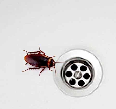 EVDE ÇIKAN BÖCEKLER...