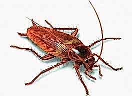 HAŞERE İLAÇLAMA...