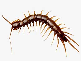 EVDE ÇIYAN VAR ZEHİRLİMİDİR...