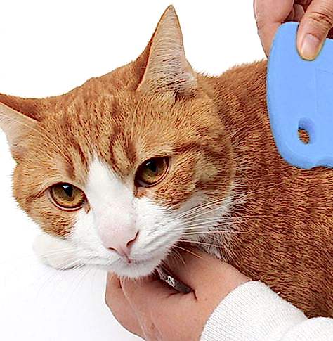 KEDİNİN ÜSTÜNDEKİ PİRELERİ NE YAPMAM LAZIM...