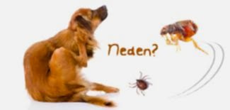 KÖPEĞİMDE PİRE VAR BİZE GEÇER Mİ?...