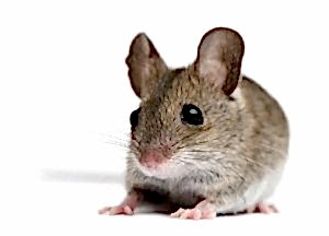 FARELER KULAK VE BURUN YER Mİ...