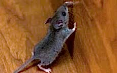 ÇATIDA FARE GEZİYOR...