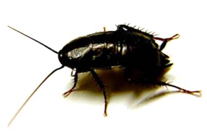 BIKTIM BU HAMAM BÖCEKLERİNDEN...