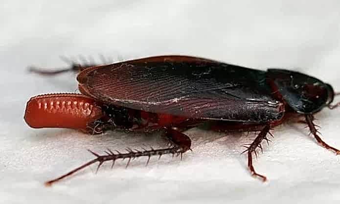 EVLERDE HAMAMBÖCEKLERİ NEDEN OLUŞUR...