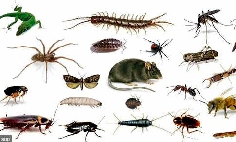 EVDE ÇOK FAZLA HAŞERAT VAR...