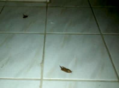 BANYODA BÖCEK VAR NE YAPMALIYIM...