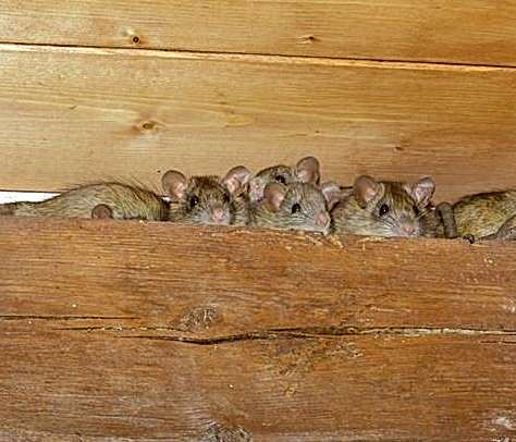 EVİMİ BÖCEK BASTI...