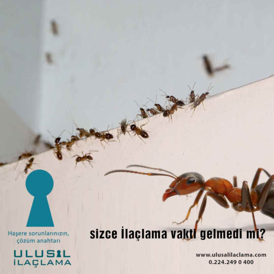 EVDE BÖCEK VAR NE YAPMALIYIM...