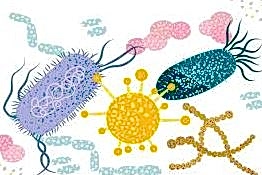 BÖCEKLER HASTALIK YAPARMI...