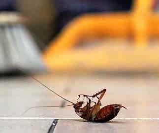 EVDEKİ BÖCEKLERDEN NASIL KURTULURUM?...