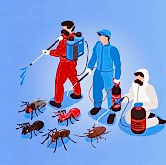 HAŞERE İLAÇLAMA FİRMASI ARARKEN NEYE DİKKAT ETMELİYİM...