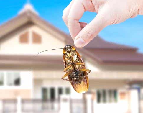 BÖCEKLERDEN ORGANİK KURTULMANIN YOLLARI...