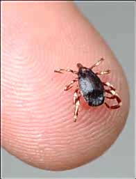 Yaz geldi kenelere, sineklere, akreplere dikkat...