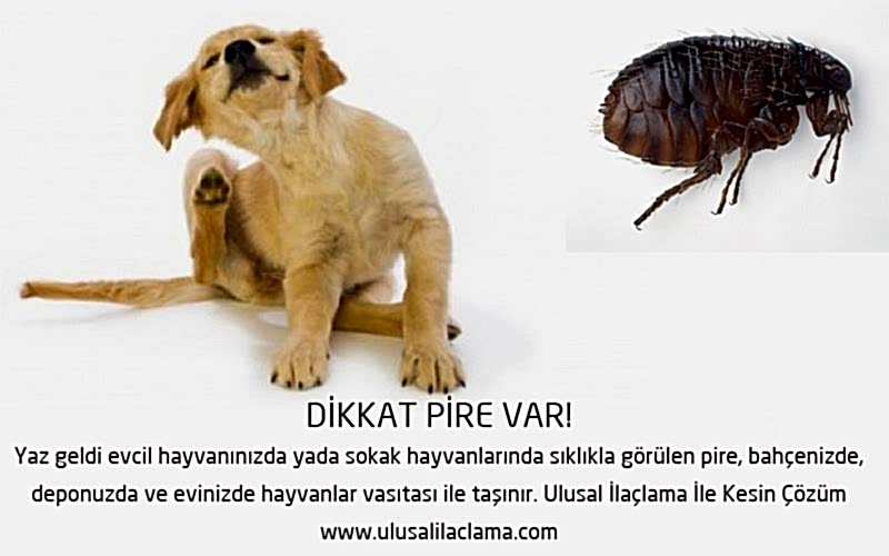 DİKKAT PİRE VAR!...